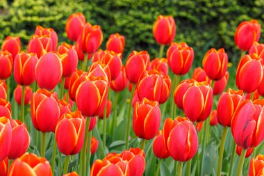 Lale çiçeği, güzel lale tarlası. Yakın plan.