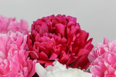 Beyaz arka planda güzel şakayıklar. Yakın plan.