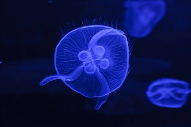 Güzel Aurelia Aurita 'nın sualtı çekimi. Yaklaş.