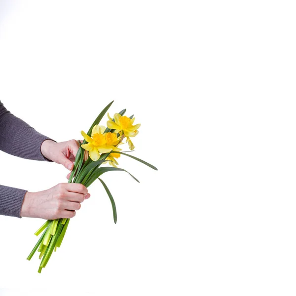Mooie Gele Bloemen Narcissen Handen Van Een Meisje Een Witte — Stockfoto