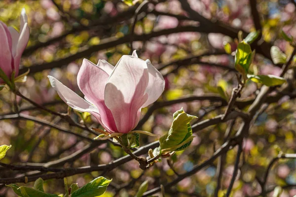 Piękne Magnolia Kwiat Przeciwko Błękitne Niebo Zbliżenie — Zdjęcie stockowe