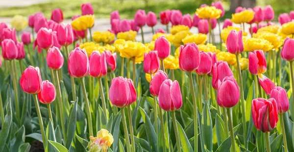 stock image tulip bloom, beautiful field of tulips close-up