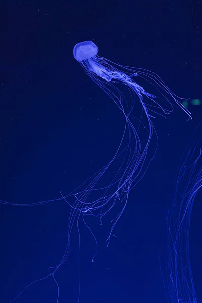 Підводні Кадри Прекрасної Chrysaora Quinquecirha — стокове фото
