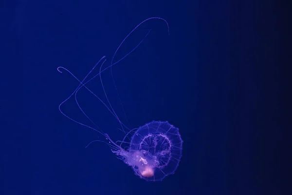 Undersøiske Skydning Smukke Amakusa Jellyfish Lille Sanderia Malayensis Nærbillede - Stock-foto