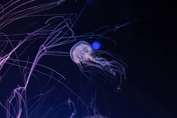 Podwodne Fotografowanie Pięknej Chrysaora Lactea Zbliżenie — Zdjęcie stockowe