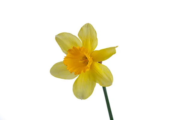 Güzel Sarı Çiçekler Yakın Plan Beyaz Bir Vazoda Nergisler — Stok fotoğraf