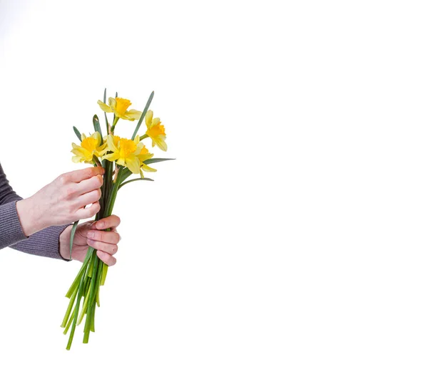 Belas Flores Amarelas Narcisos Nas Mãos Uma Menina Fundo Branco — Fotografia de Stock