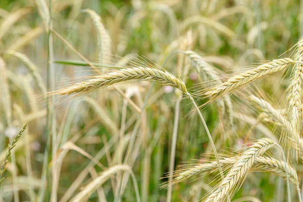 stock image green ears of wheat field close up