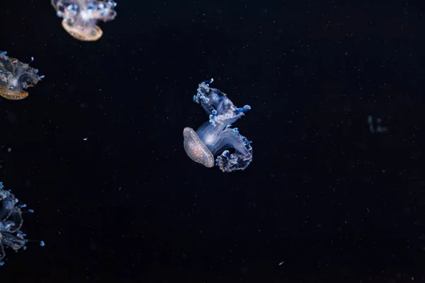 Unterwasseraufnahme Einer Wunderschönen Australischen Gefleckten Qualle Aus Nächster Nähe — Stockfoto