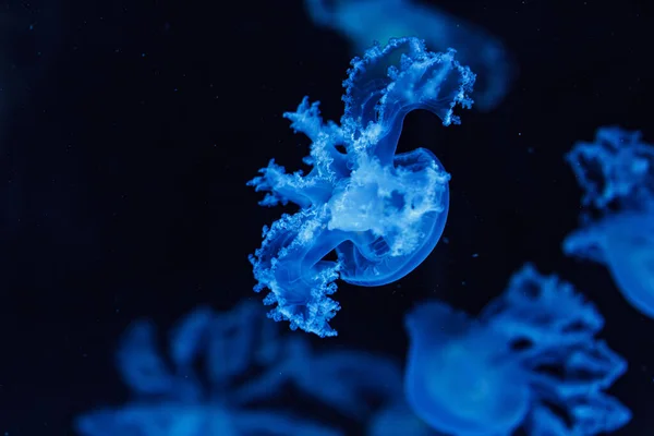 Onderwateropname Van Prachtige Gemarmerde Kwallen Lychnorhiza Lucerna Close — Stockfoto