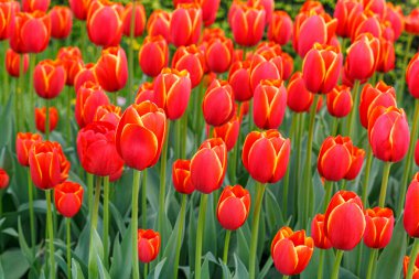 Lale çiçeği, güzel lale tarlası. Yakın plan.