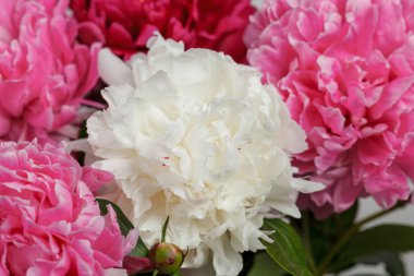 Beyaz arka planda güzel şakayıklar. Yakın plan.