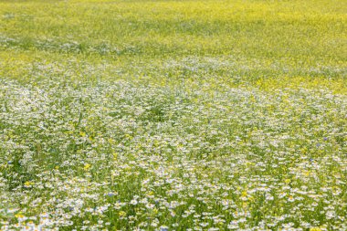 Güzel papatya tarlası, yakından.