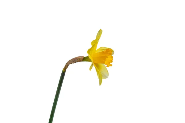 Красиві Жовті Квіти Нарциси Вазі Білому Тлі Крупним Планом — стокове фото