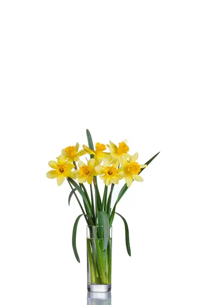 Hermosas Flores Amarillas Narcisos Jarrón Sobre Fondo Blanco Cerca — Foto de Stock