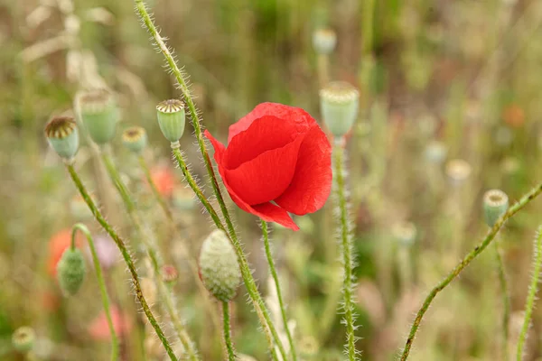 Gyönyörű Virágok Piros Mák Közel — Stock Fotó