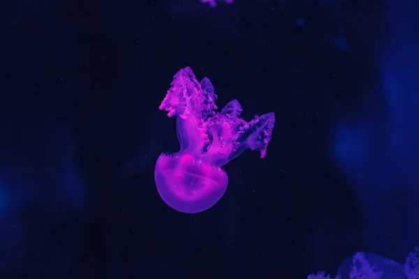 Unterwasseraufnahme Wunderschöner Marmorierter Quallen Lychnorhiza Lucerna Aus Nächster Nähe — Stockfoto