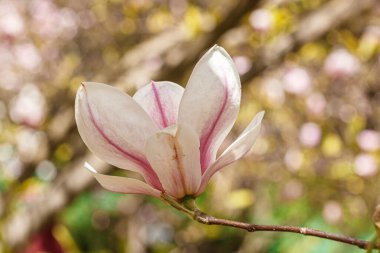 Güzel manolyalar mavi gökyüzüne karşı çiçek açarlar.
