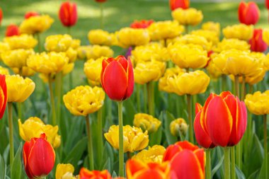 Lale çiçeği, güzel lale tarlası. Yakın plan.