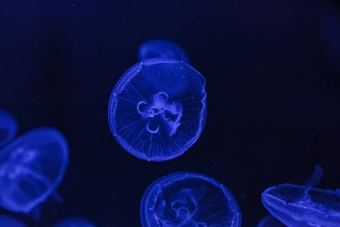 Güzel Aurelia Aurita 'nın sualtı çekimi. Yaklaş.