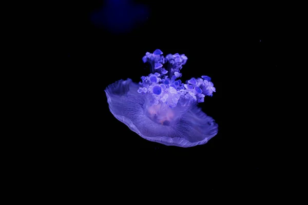 Underwater Shooting Beautiful Cotylorhiza Tuberculata Close — Stock Photo, Image