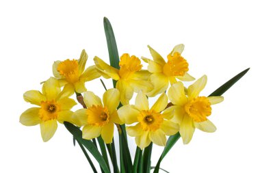 Güzel sarı çiçekler, yakın plan beyaz bir vazoda nergisler.