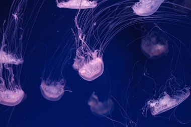 Güzel Chrysaora lactea 'nın sualtı çekimi. Yakın çekim.