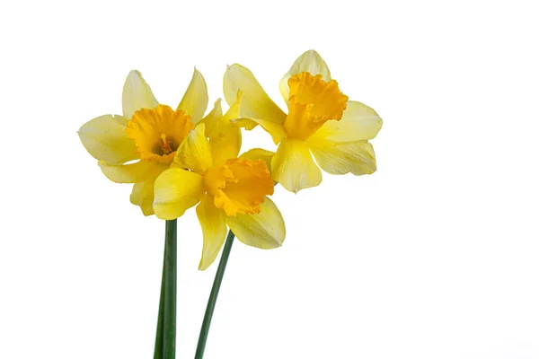 Piękne Żółte Kwiaty Żonkile Wazonie Białym Tle Zbliżenie — Zdjęcie stockowe