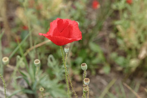 빨간색 Poppies 클로즈업 — 스톡 사진