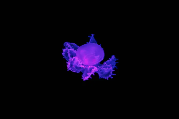 underwater shot of beautiful Marbled Jellyfish / Lychnorhiza Lucerna close up