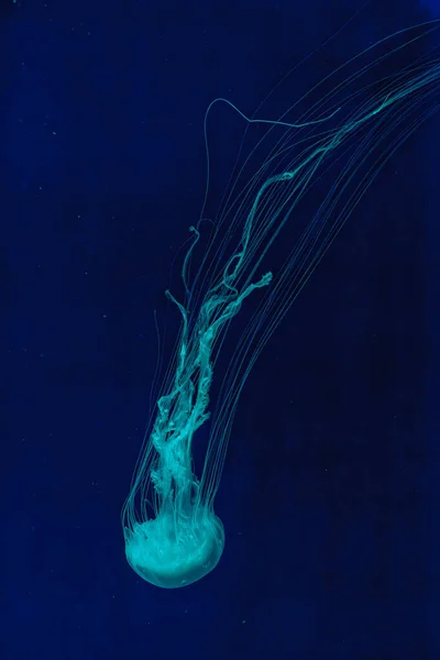 Υποβρύχια Λήψη Της Όμορφης Chrysaora Quinquecirha Από Κοντά — Φωτογραφία Αρχείου
