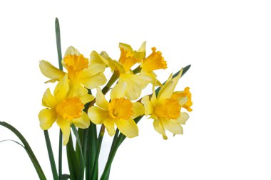 Güzel sarı çiçekler, yakın plan beyaz bir vazoda nergisler.