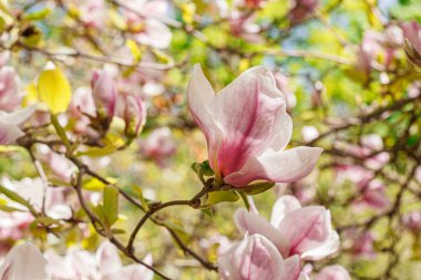Güzel manolyalar mavi gökyüzüne karşı çiçek açarlar.