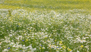 Güzel papatya tarlası, yakından.