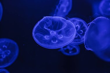 Güzel Aurelia Aurita 'nın sualtı çekimi. Yaklaş.