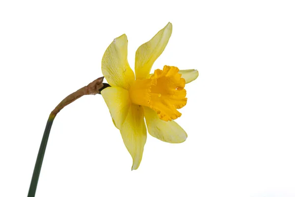 Vackra Gula Blommor Påskliljor Vas Vit Bakgrund Närbild — Stockfoto