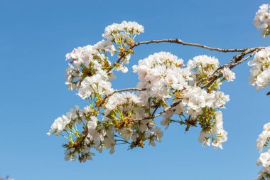 Sakura çiçeği, sakura dalları mavi gökyüzüne yakın çekim.