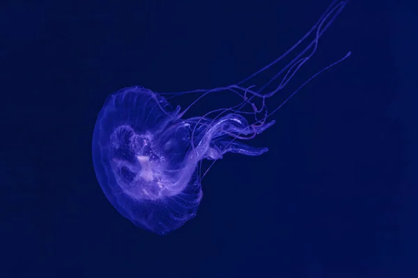 Подводная Съемка Красивых Медуз Амакуса Малого Размера Sanderia Malayensis Крупным — стоковое фото