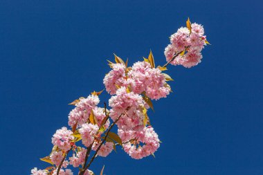 Sakura çiçeği, sakura dalları mavi gökyüzüne yakın çekim.