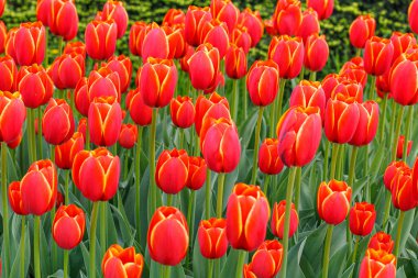 Lale çiçeği, güzel lale tarlası. Yakın plan.