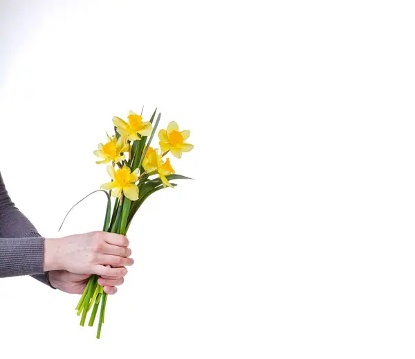 Beautiful Yellow Flowers Daffodils Hands Girl White Background Close — Stock Photo, Image