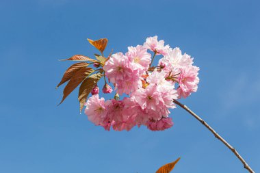 Sakura çiçeği, sakura dalları mavi gökyüzüne yakın çekim.