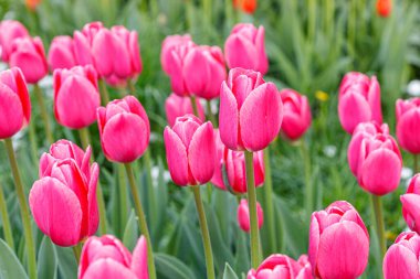 Lale çiçeği, güzel lale tarlası. Yakın plan.