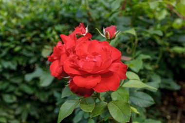 Güzel kırmızı bir gülün çalılığı.