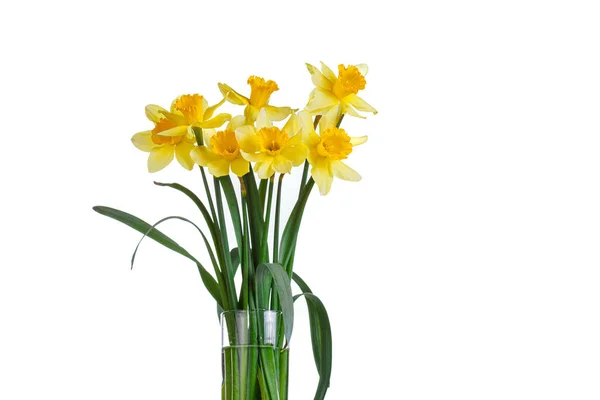 Красивые Желтые Цветы Нарциссы Вазе Белом Фоне Крупным Планом — стоковое фото