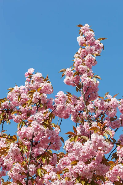 Sakura çiçeği, sakura dalları mavi gökyüzüne yakın çekim.