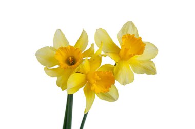 Güzel sarı çiçekler, yakın plan beyaz bir vazoda nergisler.