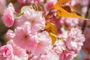Sakura çiçeği, sakura dalları mavi gökyüzüne yakın çekim.