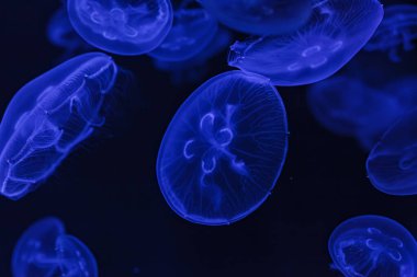 Güzel Aurelia Aurita 'nın sualtı çekimi. Yaklaş.