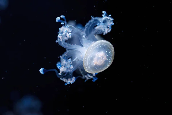 Podvodní Záběr Krásné Australské Skvrnité Medúzy Zblízka — Stock fotografie
